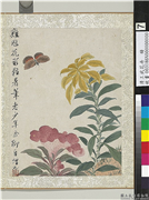 清王武花卉　册　鸡冠花,绘画,花草,草虫