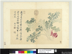清恽寿平写生　册　青芥,绘画,果蔬