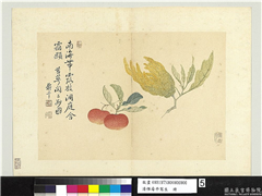清恽寿平写生　册　佛手朱橘,绘画,果蔬
