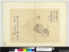 清恽寿平写生　册　莲藕,绘画,果蔬