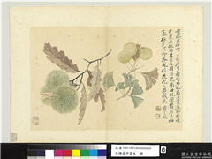 清恽寿平写生　册　银杏栗房,绘画,果蔬