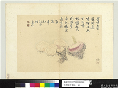 清恽寿平写生　册　百合芋魁,绘画,果蔬,花草