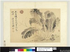 清恽寿平写生　册　墨菜,绘画,果蔬,花草