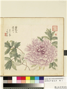 清恽寿平画花卉　册　徐家没骨华,绘画,花草
