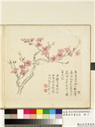 清恽寿平画花卉　册　杏花,绘画,花草