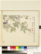 清恽寿平画花卉　册　葡萄,绘画,果蔬