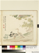 清恽寿平画花卉　册　临沈周画鹅,绘画,翎毛,花草,水中动植物