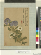 清恽寿平画花卉　册　菊花,绘画,花草