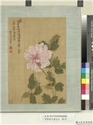 清恽寿平画花卉　册　牡丹,绘画,花草