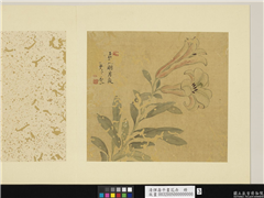 清恽寿平画花卉　册　百合,绘画,花草