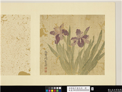 清恽寿平画花卉　册　鸢尾,绘画,花草