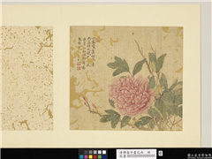 清恽寿平画花卉　册　牡丹,绘画,花草