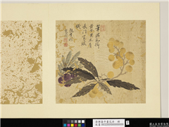 清恽寿平画花卉　册　枇杷,绘画,果蔬