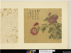 清恽寿平画花卉　册　菊花,绘画,花草