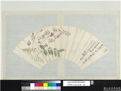 清恽寿平扇面画册　册　紫藤,绘画,花草