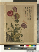 清马元驭画花卉　册　罂粟蜻蜓,绘画,花草,草虫,山水