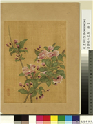 清邹元斗花卉　册　木海棠,绘画,花草