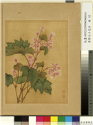 清邹元斗花卉　册　秋海棠,绘画,花草