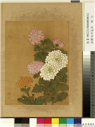 清邹元斗花卉　册　菊,绘画,花草