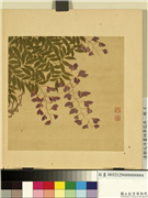清邹元斗画四季花卉　册　紫藤,绘画,花草