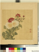 清邹元斗画四季花卉　册　菊,绘画,花草