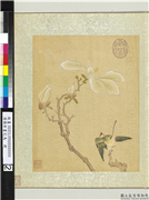 清杨晋画花鸟　册　木兰翠雀,绘画,花草,翎毛