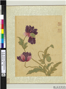 清杨晋画花鸟　册　米囊花,绘画,花草