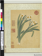 清杨晋画花鸟　册　水仙花,绘画,花草