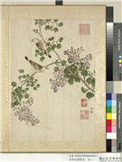清蒋廷锡写生　册　紫丁香,绘画,花草,翎毛