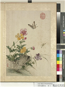清蒋廷锡写生　册　虞美人,绘画,花草,草虫,其他