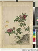 清蒋廷锡写生　册　玫瑰,绘画,花草,草虫,其他