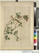 清蒋廷锡写生　册　铁线莲山樝,绘画,花草,翎毛