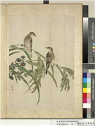 清蒋廷锡写生　册　稻穗,绘画,五谷,翎毛,花草