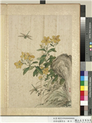 清蒋廷锡写生　册　金丝桃,绘画,花草,草虫,其他