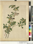 清蒋廷锡写生　册　木樨,绘画,花草,翎毛