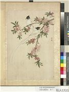 清蒋廷锡写生　册　桃花,绘画,花草,翎毛