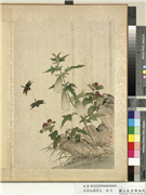 清蒋廷锡写生　册　葵花千日红,绘画,花草,草虫