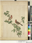 清蒋廷锡写生　册　茶花,绘画,花草,翎毛