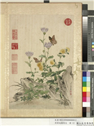 清蒋廷锡写生　册　野菊剪毧花,绘画,花草