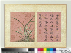 清蒋廷锡画群芳撷秀　册　兰花,绘画,花草