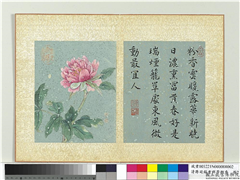 清蒋廷锡画群芳撷秀　册　牡丹,绘画,花草