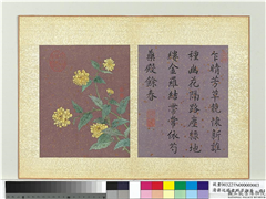 清蒋廷锡画群芳撷秀　册　棣棠,绘画,花草