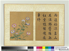 清蒋廷锡画群芳撷秀　册　野菊,绘画,花草