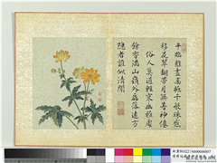 清蒋廷锡画群芳撷秀　册　菊花,绘画,花草