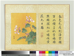 清蒋廷锡画群芳撷秀　册　秋海棠,绘画,花草