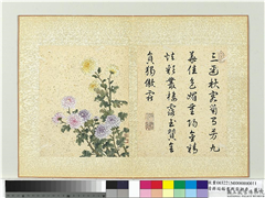 清蒋廷锡画群芳撷秀　册　菊花,绘画,花草