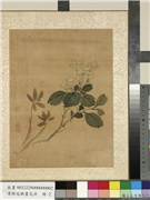 清蒋廷锡画花卉　册　兰花栀子花,绘画,花草