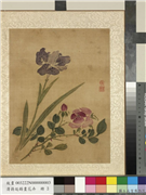 清蒋廷锡画花卉　册　蔷薇鸳尾,绘画,花草