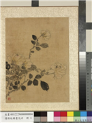 清蒋廷锡画花卉　册　月季,绘画,花草