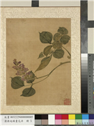 清蒋廷锡画花卉　册　紫薇,绘画,花草